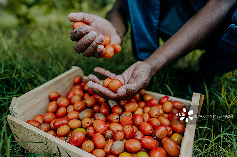海阁拉果实收获图片素材