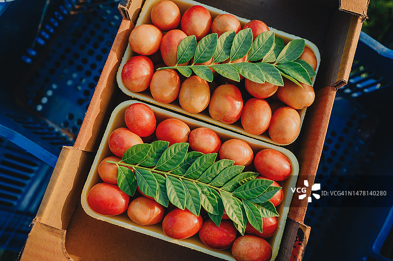 巴西黄酸枣图片素材