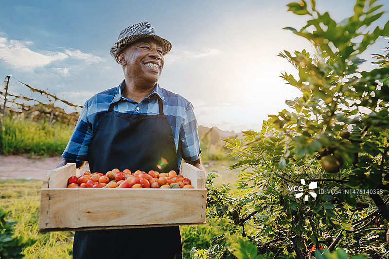 采摘黄酸枣的乡村男人肖像图片素材