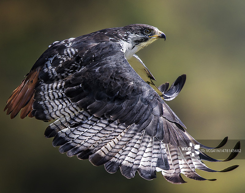 肯尼亚马赛马拉保护区内的非洲棕兀鹰特写图片素材