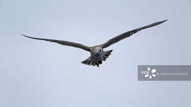 幼年海鸥图片素材