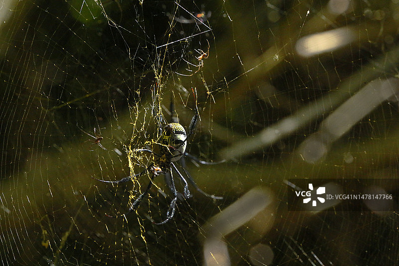 金丝圆蛛图片素材