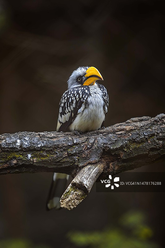 栖息在树枝上的犀鸟特写，捷克共和国图片素材