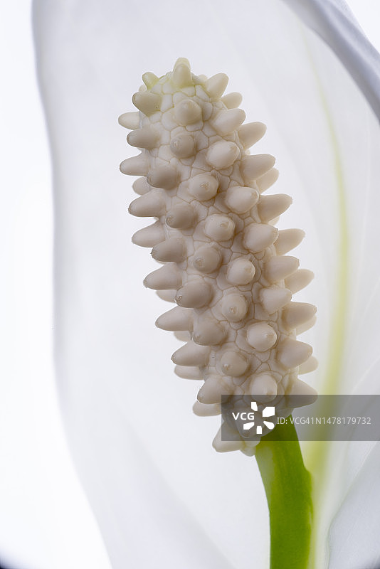 白色背景上的白色盘子特写，埃森，德国图片素材