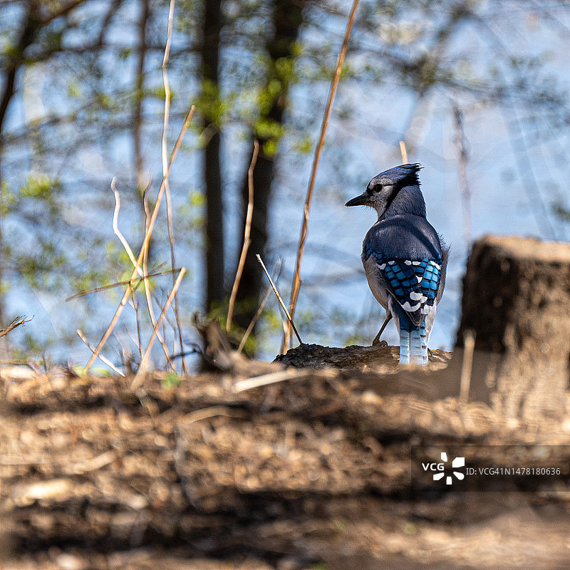 美国曼哈顿蓝鸟栖息在树上特写图片素材