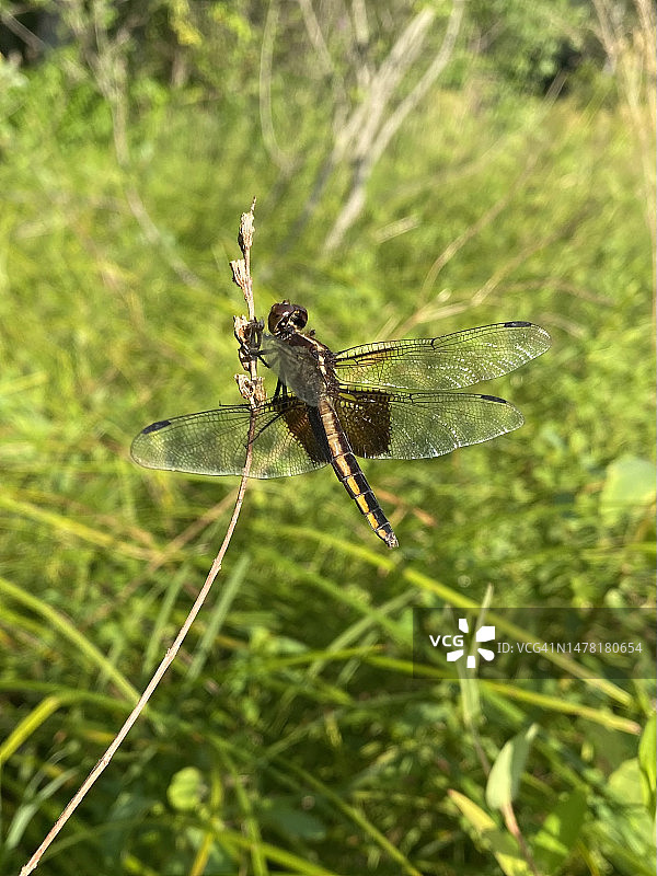 美国马萨诸塞州韦尔斯利蜻蜓植物特写图片素材