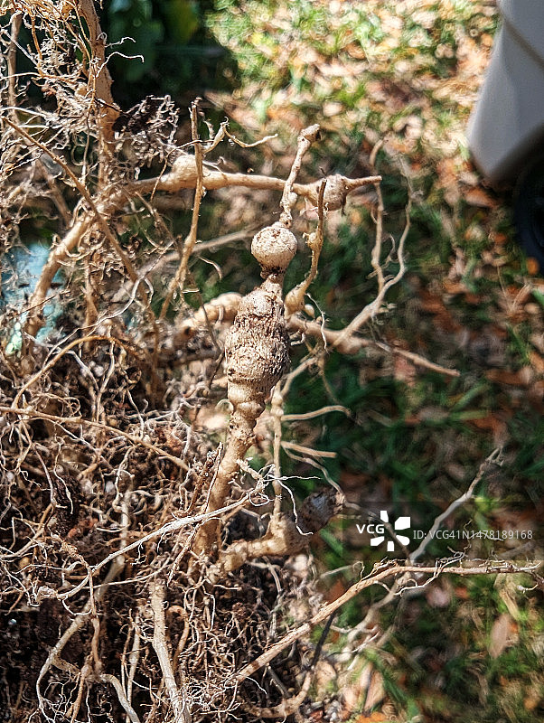 根结线虫图片素材