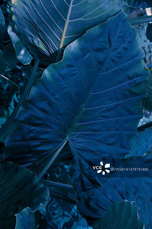 蓝色灯光下大型热带树叶的纹理图片素材