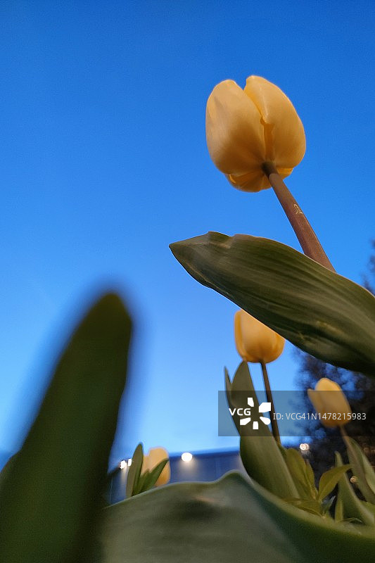 傍晚时分仰视所见的黄色郁金香图片素材