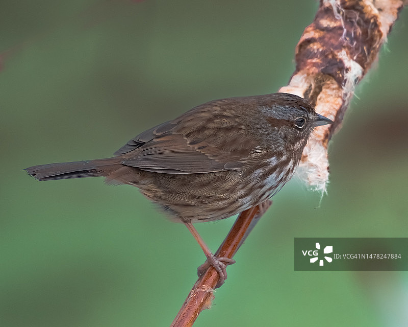 北美歌雀图片素材