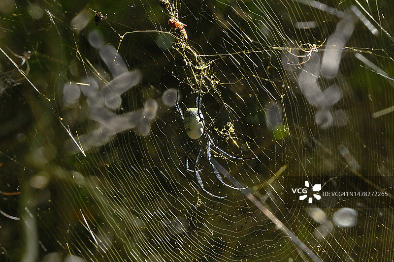 金球蜘蛛图片素材