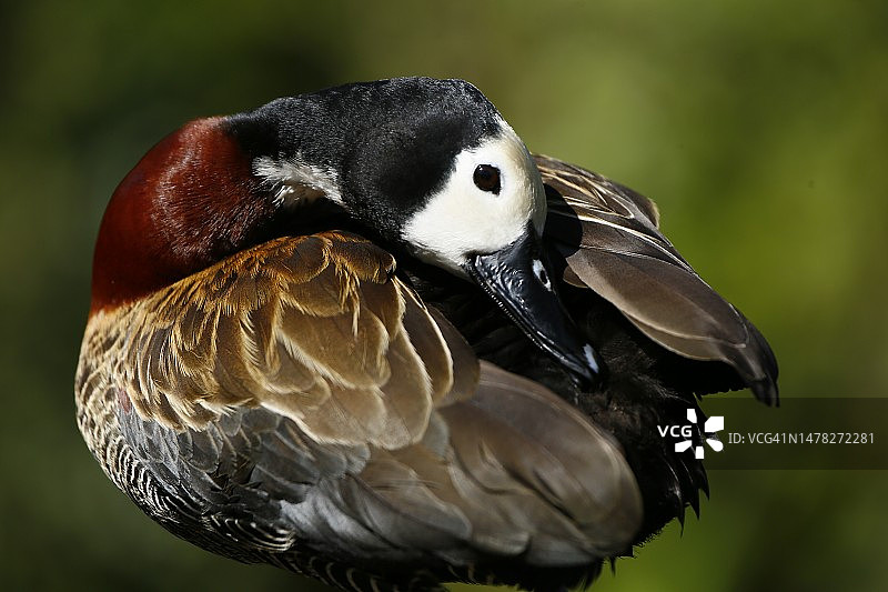 白脸啸鸭图片素材