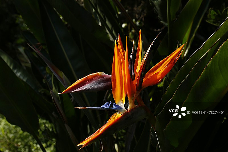 天堂之花图片素材