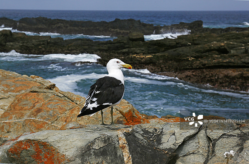 南方黑背鸥图片素材