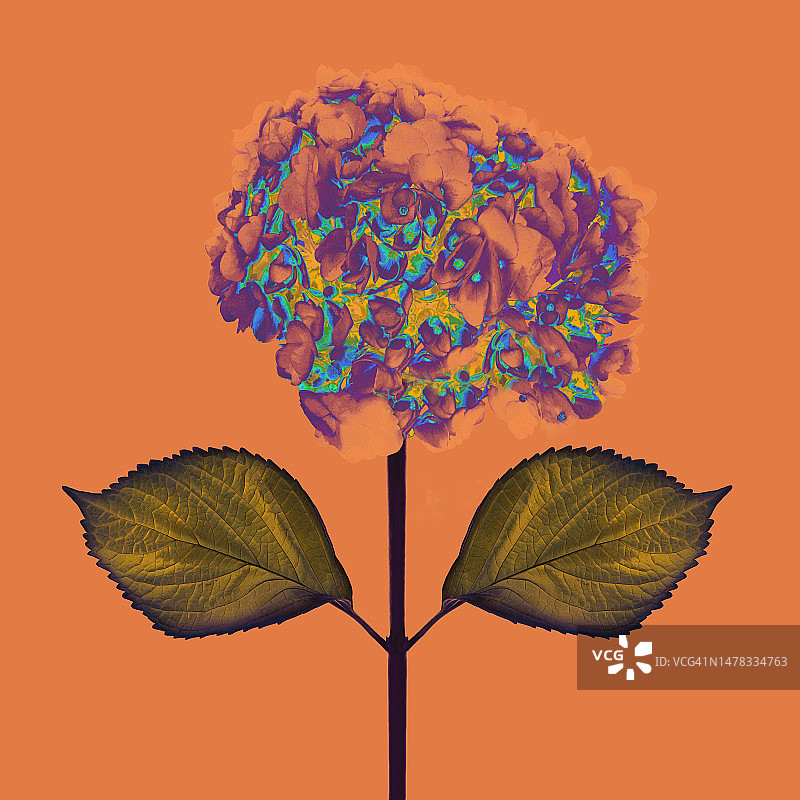 数码色彩处理的超现实绣球花图片素材