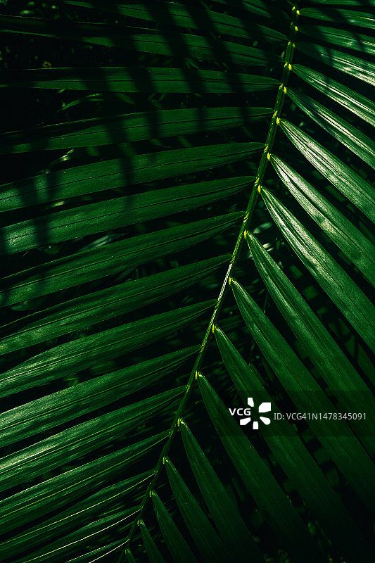 绿色棕榈叶特写图片素材