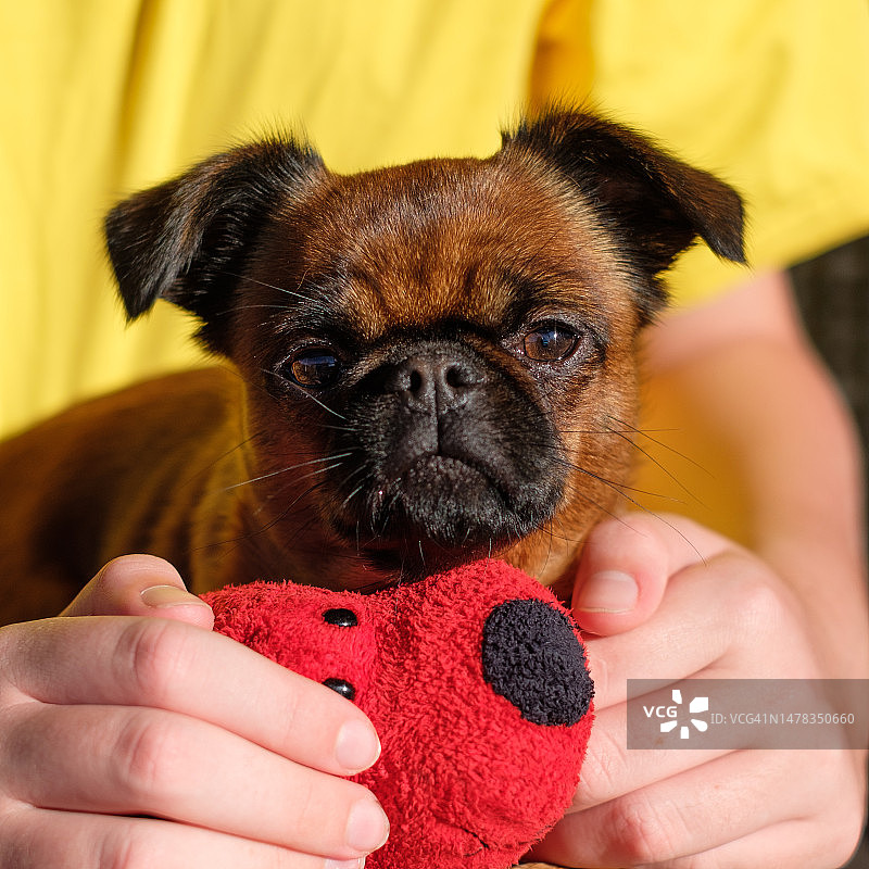 格里芬犬和红色玩具图片素材