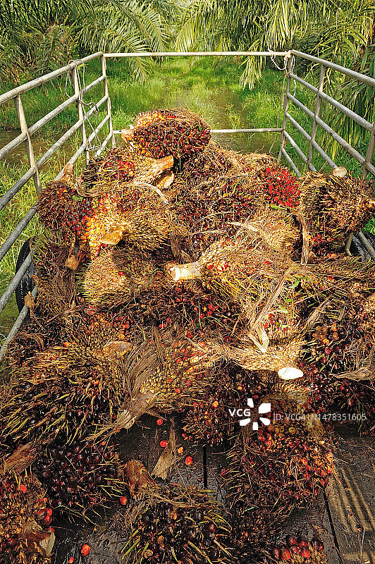 卡车上的新鲜棕榈油果图片素材