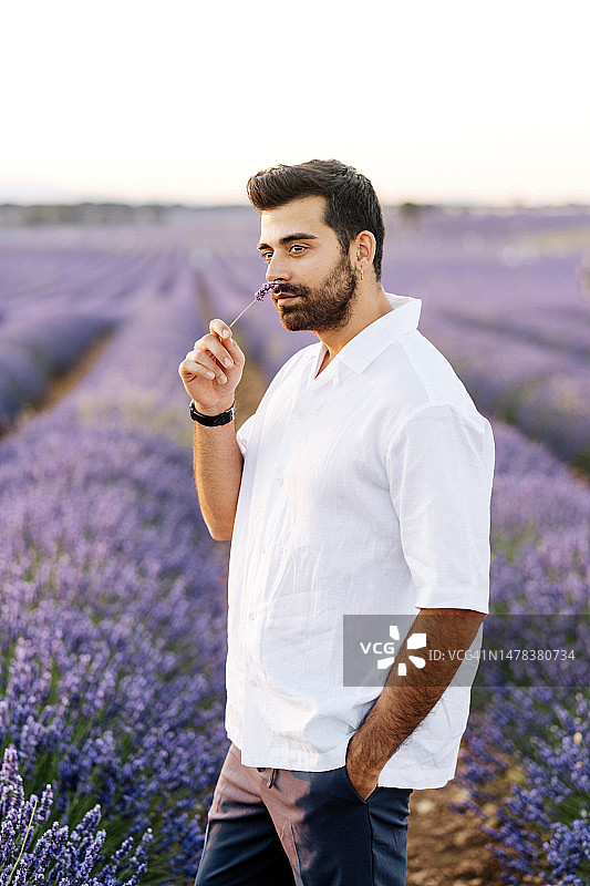 男人在田野里闻薰衣草图片素材
