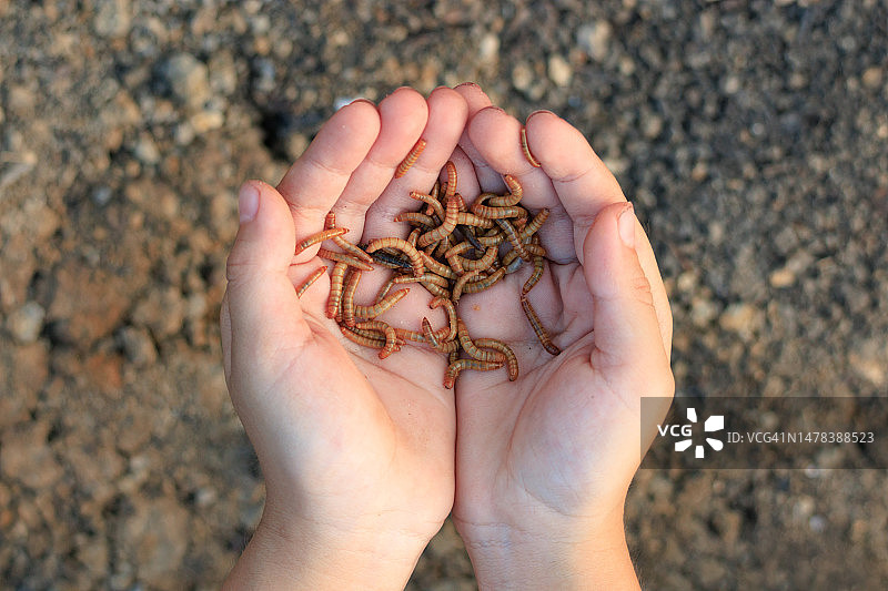 手上的面包虫图片素材