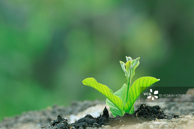 自然光和晨光中生长的幼苗图片素材