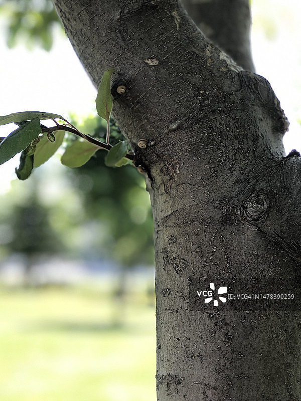 迷人的细节：森林中树木的特写图片素材