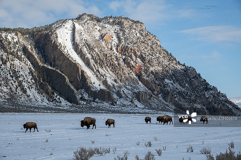 黄石公园边缘寻找食物的巨型野牛群图片素材