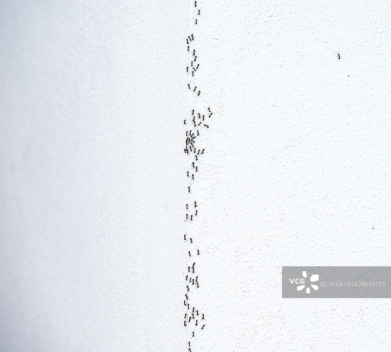 一群蚂蚁在白墙上爬行图片素材