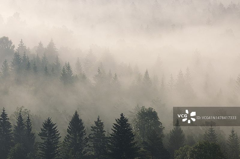 德国巴伐利亚州，笼罩在浓浓晨雾中的森林图片素材