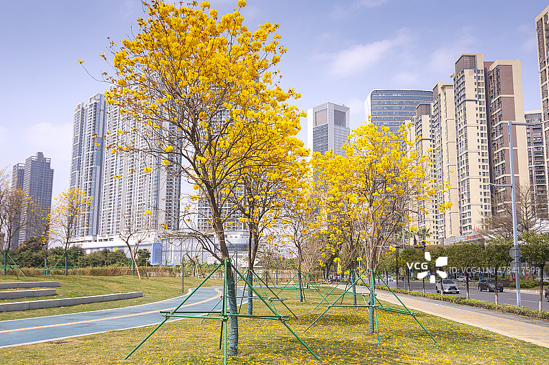 春天城市公园里的花图片素材