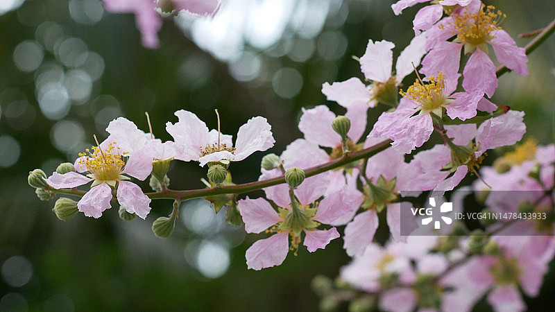马来西亚蒂蒂旺沙湖公园的梅花图片素材