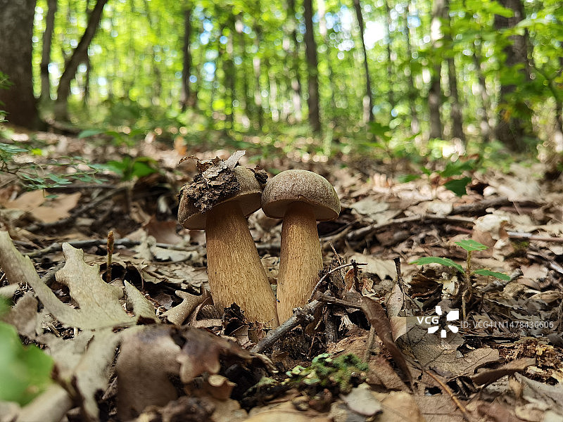 蘑菇生长的特写镜头图片素材