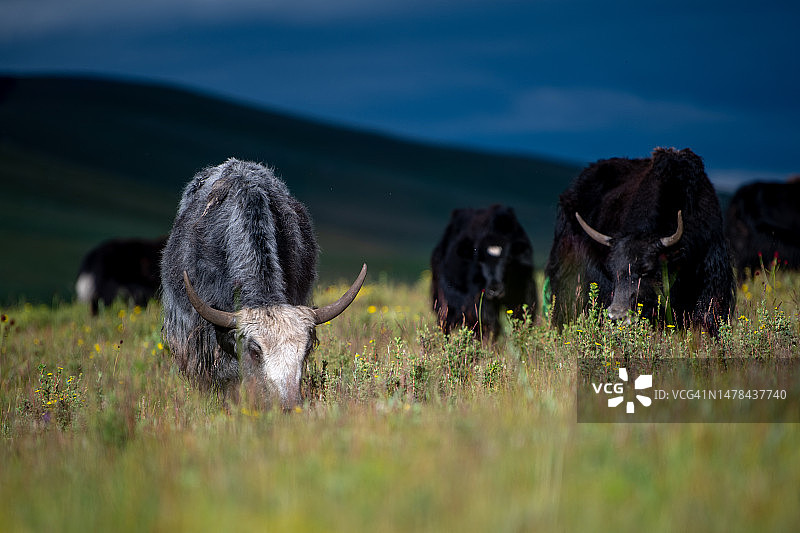 蒙古国后杭爱省的田野中的牦牛图片素材