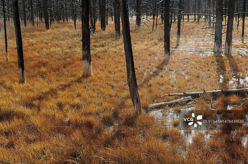 黄石国家公园下间歇泉盆地的枯树图片素材