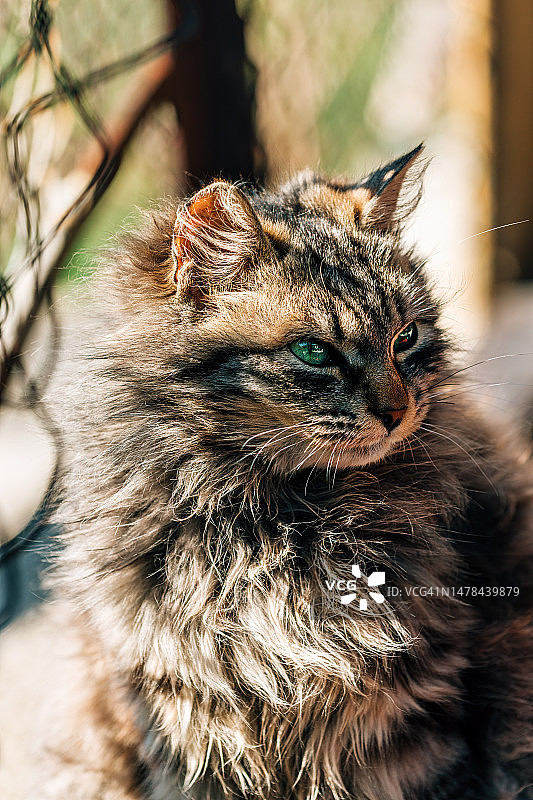 毛茸茸的混种家猫肖像，绿眼睛，类似拉加马芬猫图片素材