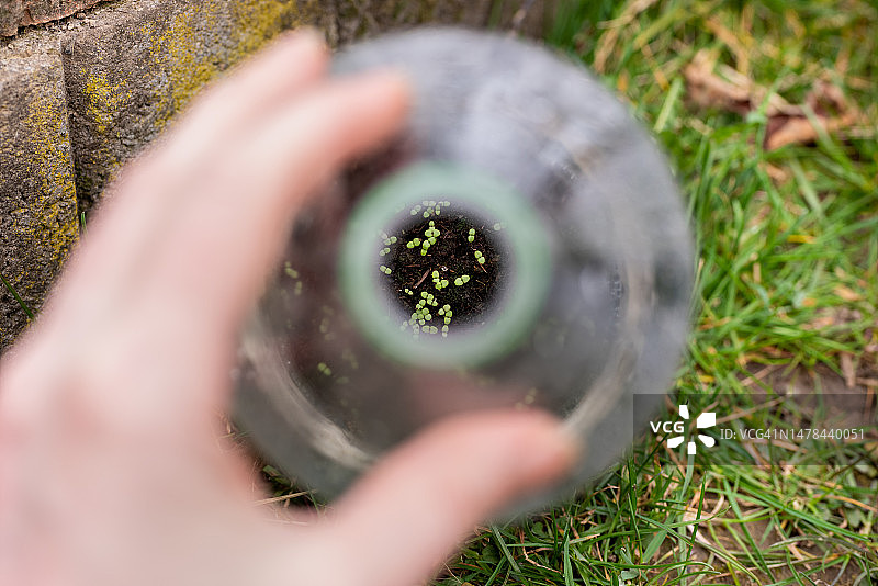 冬季播种：查看法国塑料瓶中的小金鱼草幼苗图片素材