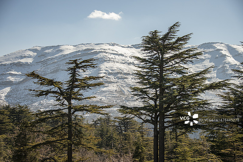 黎巴嫩卡迪沙山谷的黎巴嫩雪松，又名神 cedar 雪松图片素材