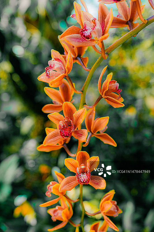 绿色背景下美丽的橙色兰花图片素材