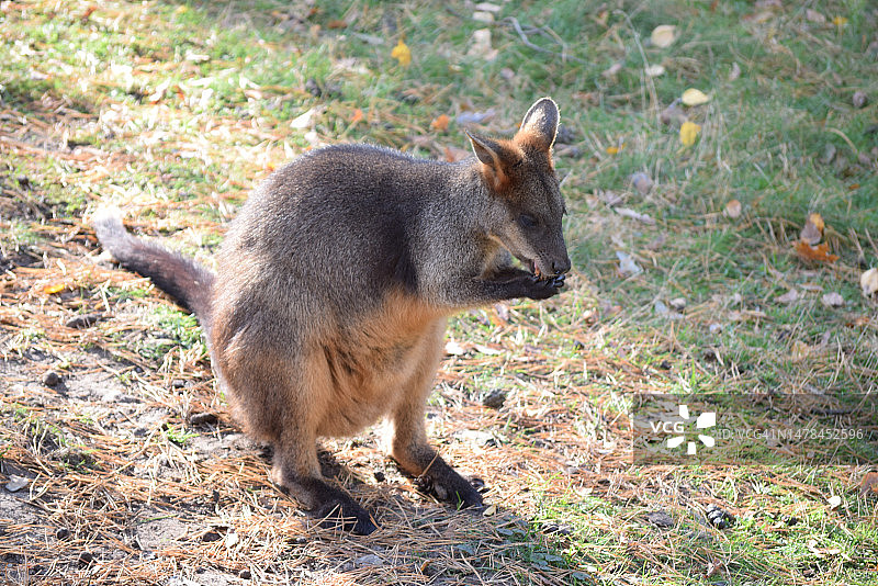 拉脱维亚圈养的袋鼠图片素材