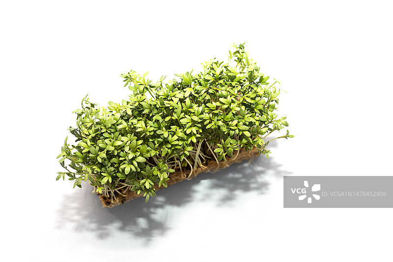 天然环境中的食用多毛苦苣菜， Cardamine Hirsuta 植物图片素材