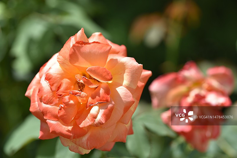 在塞尔维亚，我的花园里，非常漂亮的五彩缤纷的春天花朵图片素材