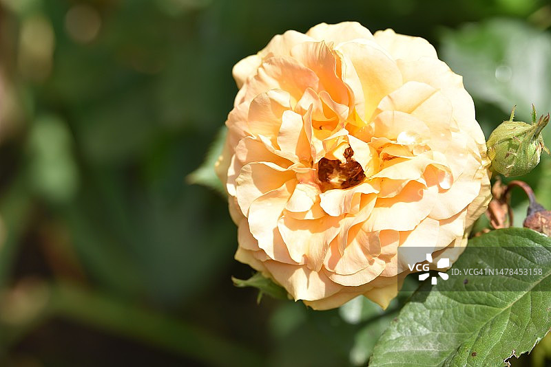 在塞尔维亚，我的花园里，非常漂亮的五彩缤纷的春天花朵图片素材