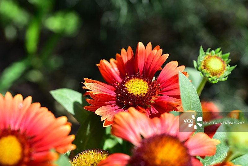 在塞尔维亚，我的花园里，非常漂亮的五颜六色的夏日花朵图片素材