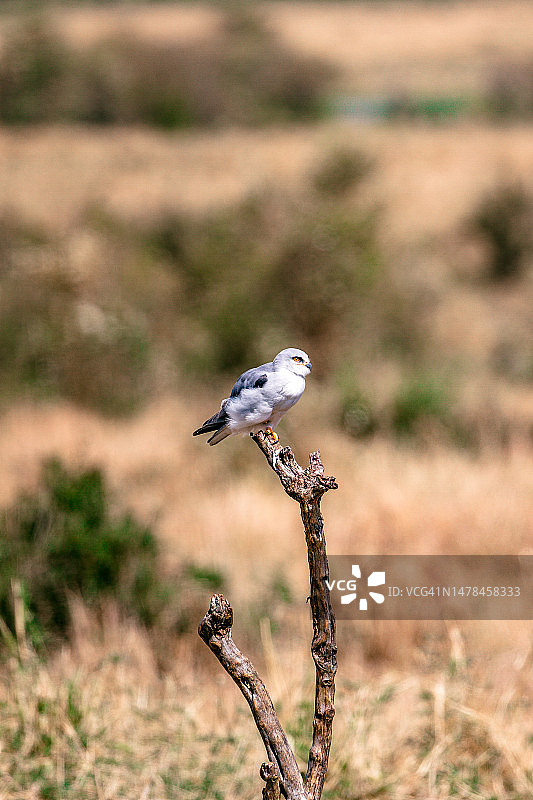 肯尼亚马赛马拉国家保护区栖息于植物上的猛禽特写图片素材