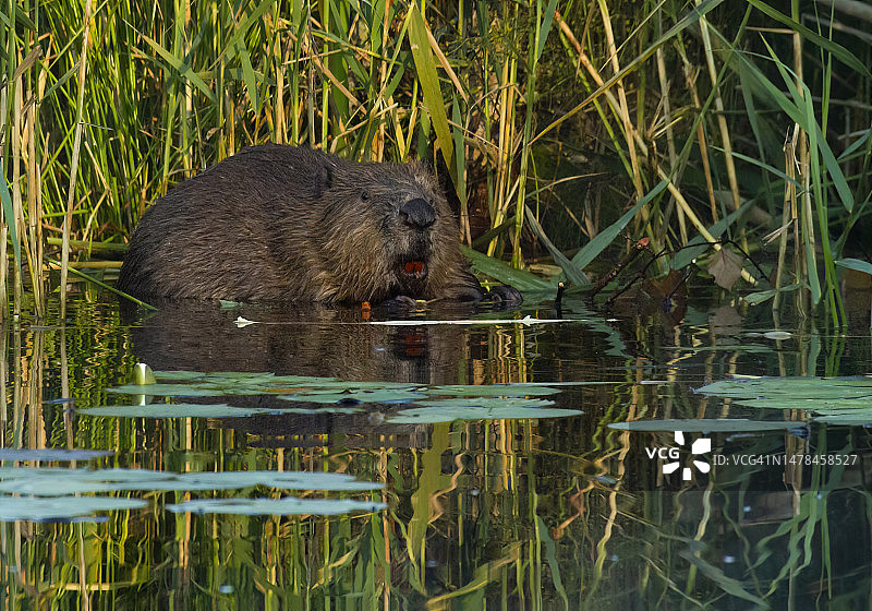 熊在瑞典湖中游泳的侧视图图片素材
