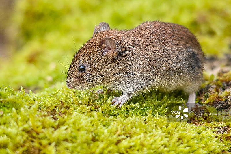 森林中老鼠的特写肖像图片素材