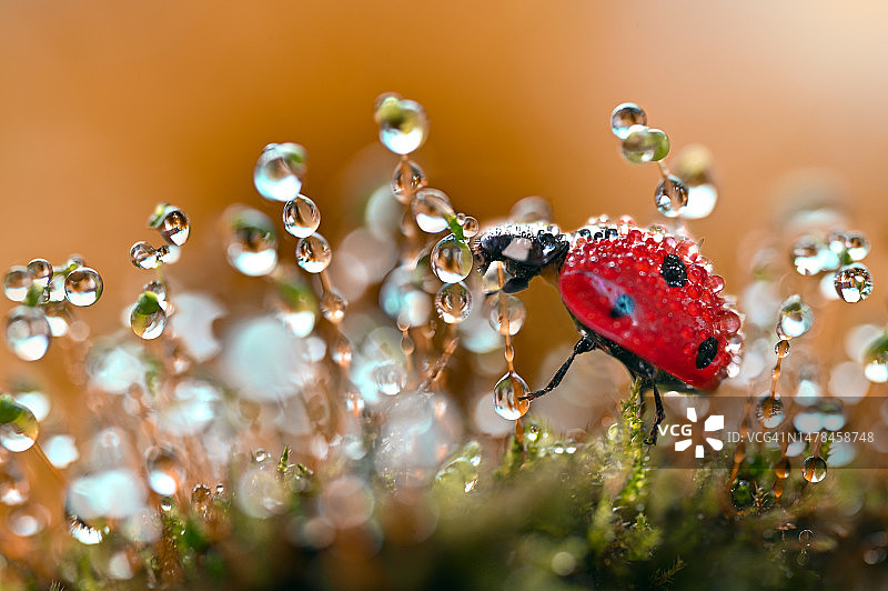 保加利亚的湿红色开花植物特写图片素材