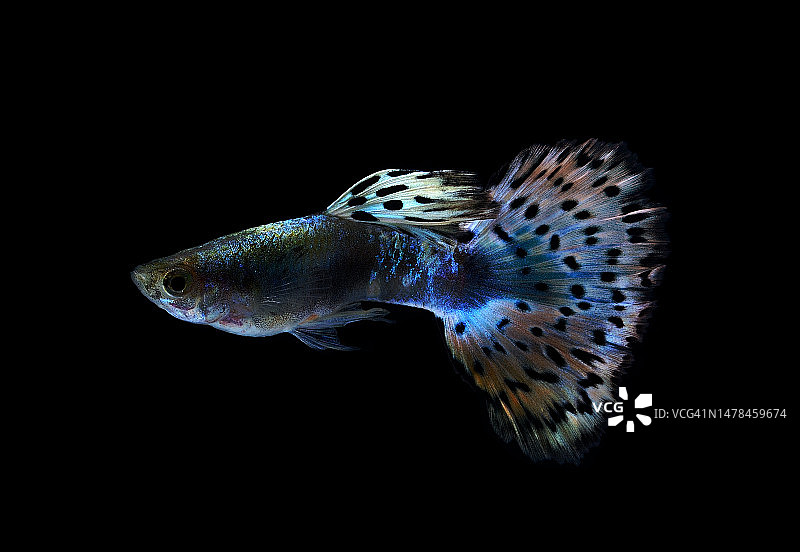 黑色背景上美丽的孔雀鱼图片素材