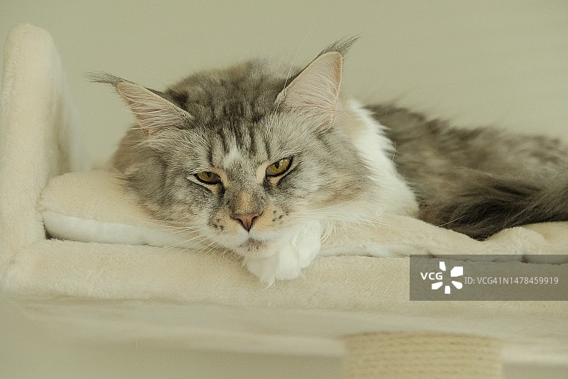 床上休息的猫的特写肖像图片素材