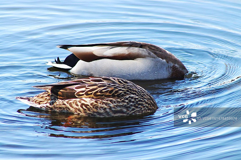 雌性绿头鸭在水中游泳，加拿 Montreal图片素材
